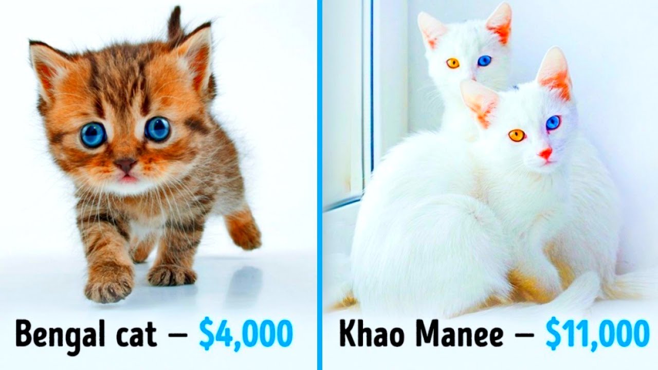 19 Awesome Cats That Cost a Fortune, Cats everywhere!, Africars24