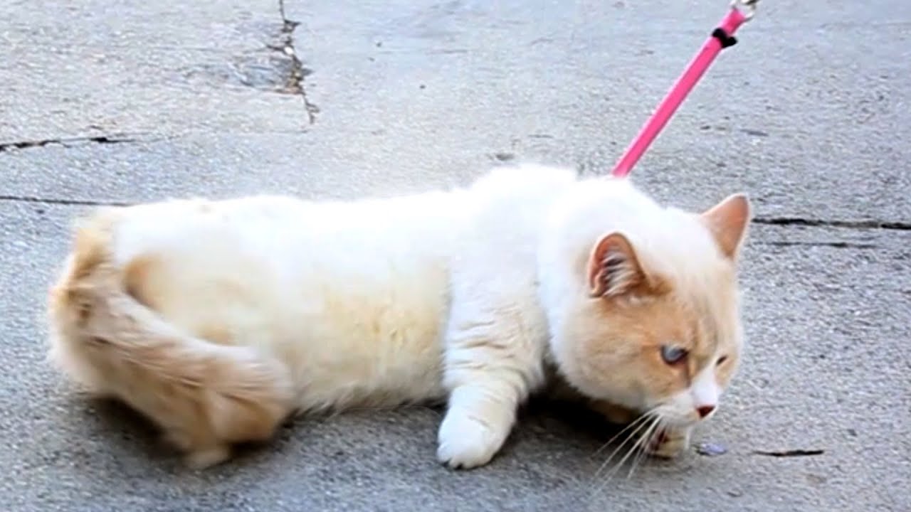 No cats were harmed in the making of this video, funniest video, Africars24