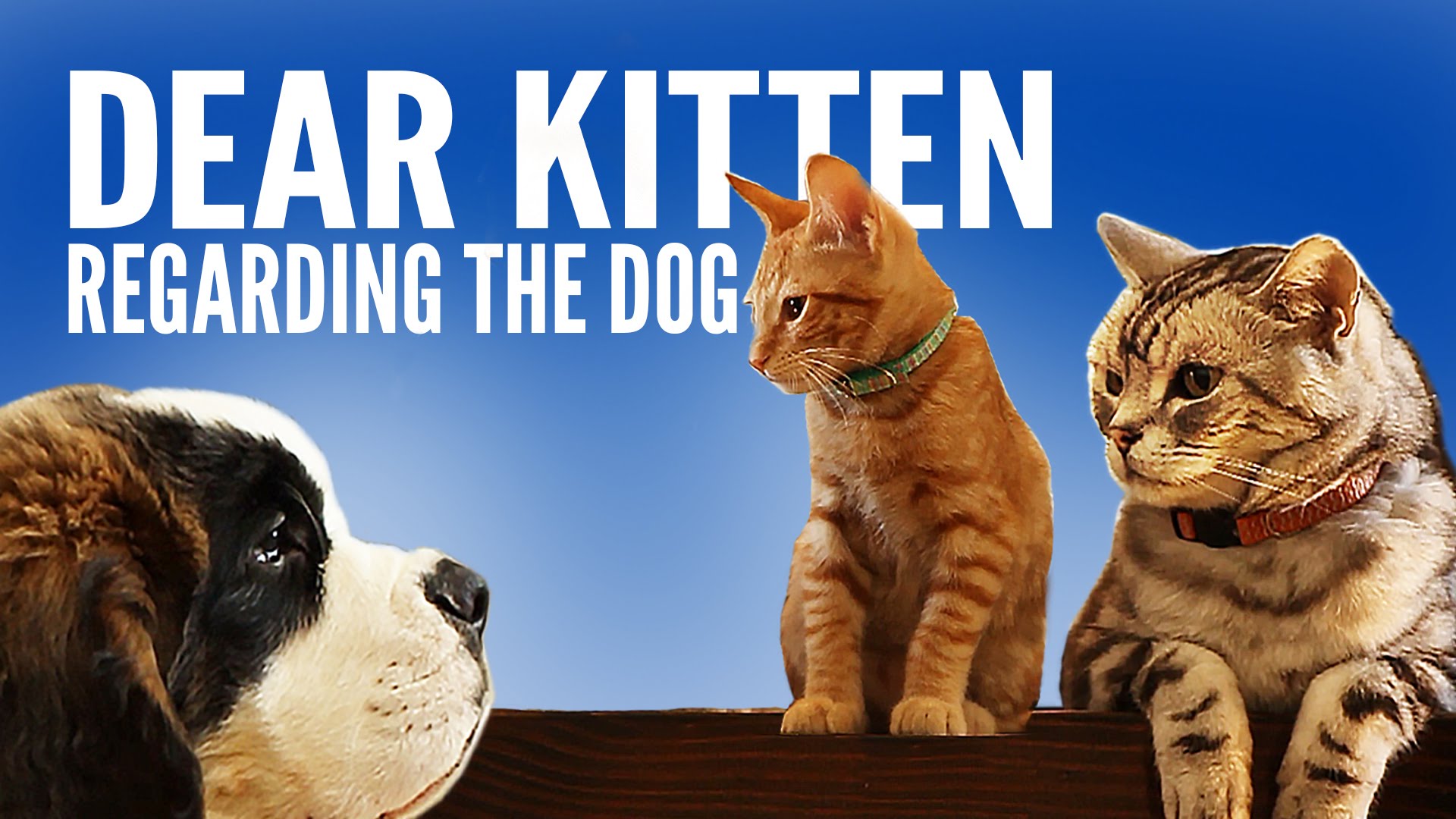 Cat and Kitten are back again, and now there is a new thing in the household, Africars24