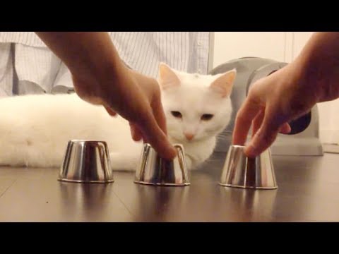 Cats and Dogs Playing The Shell Game &#8211; Cats &#038; Dogs Trick, Africars24