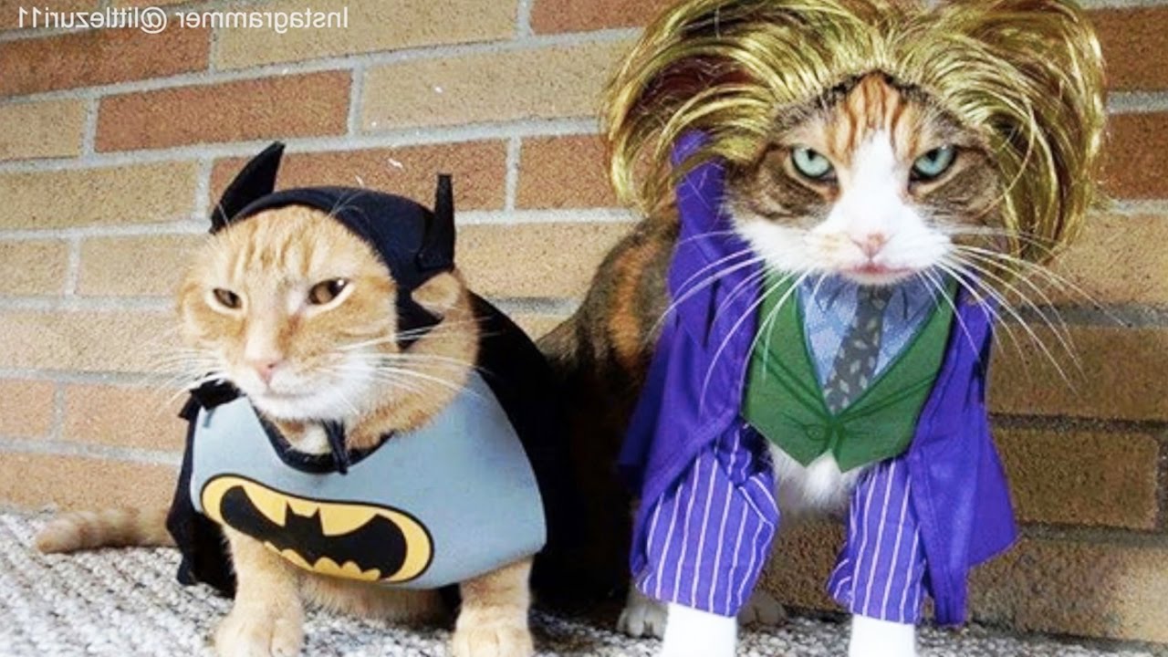 Cats in Ridiculously Adorable Costumes, check it out!, Africars24