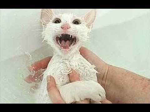 Cats Saying « No » to Bath &#8211; A Funny Cats In Water Compilation, Africars24