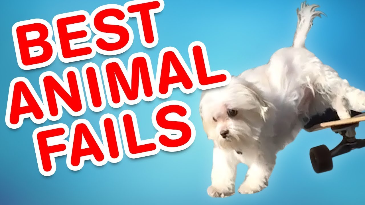 Check out some of the best Animal Fails of 2017, Africars24
