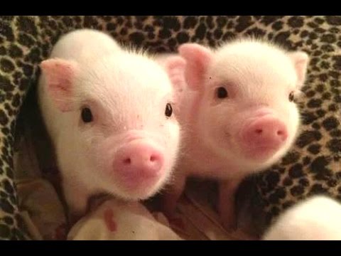 Cute Micro Pig &#8211; A Cute Mini Pig Videos Compilation! Check this out!, Africars24