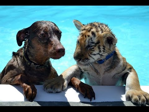 Cute Tiger and Puppy unlikely friends play together and Swim, Africars24