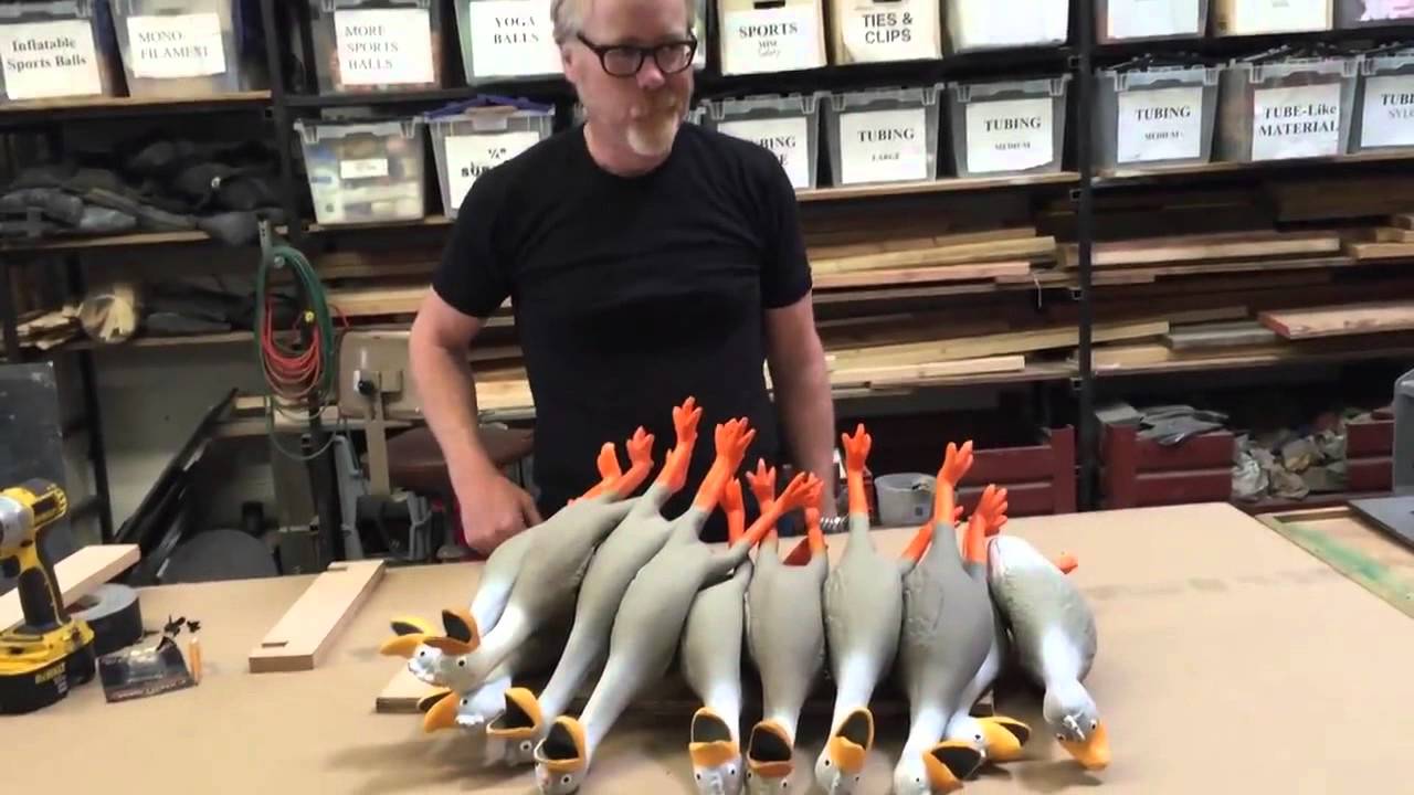 Ducks everywhere truly one of the most horrific things!, Africars24