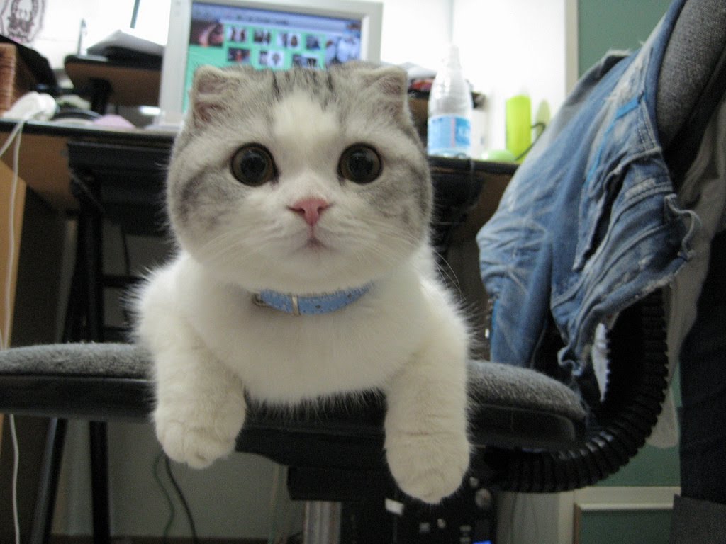 Every cat is unique with it&rsquo;s own looks and personality, Africars24