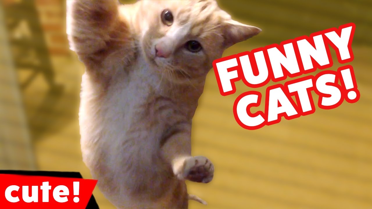 Funniest Cat Videos Weekly Compilation October 2017, Africars24