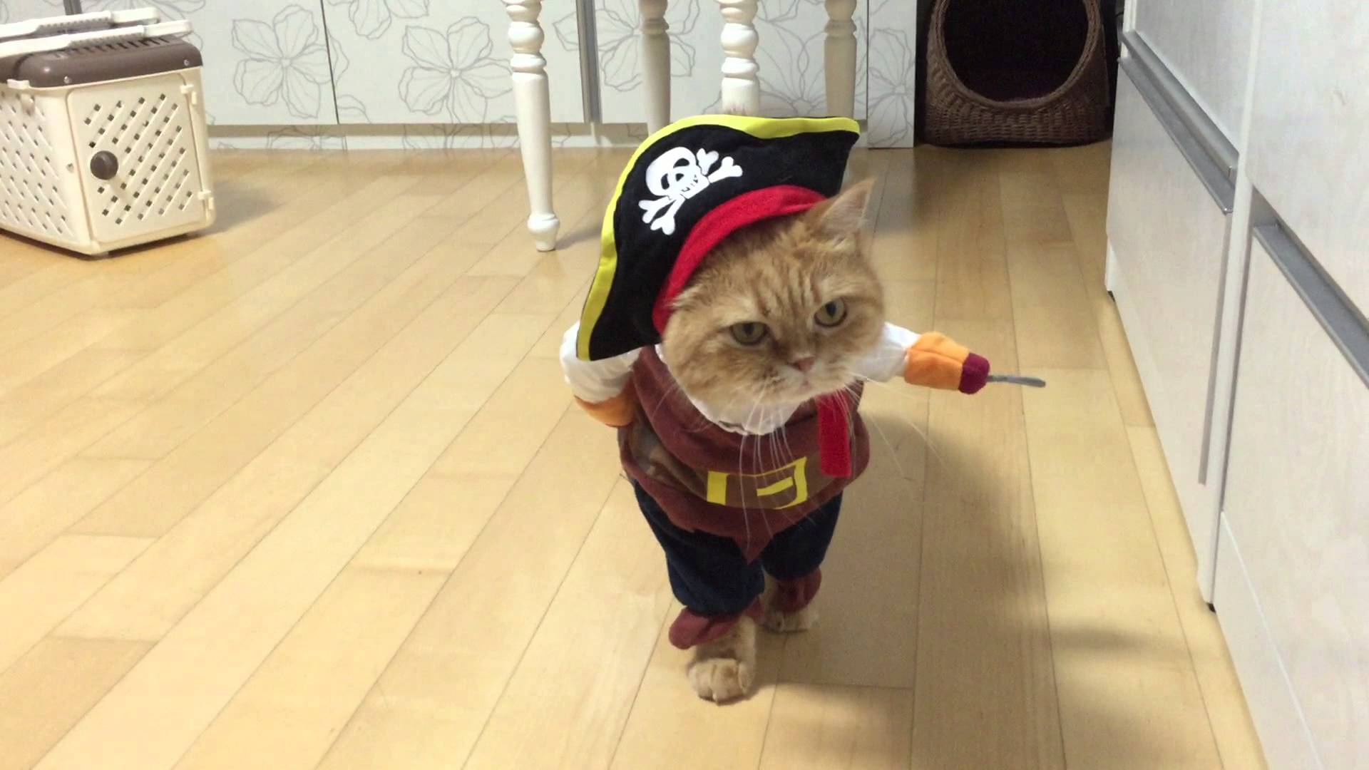 Funniest viral video Pirate Cat! Check it out!, Africars24