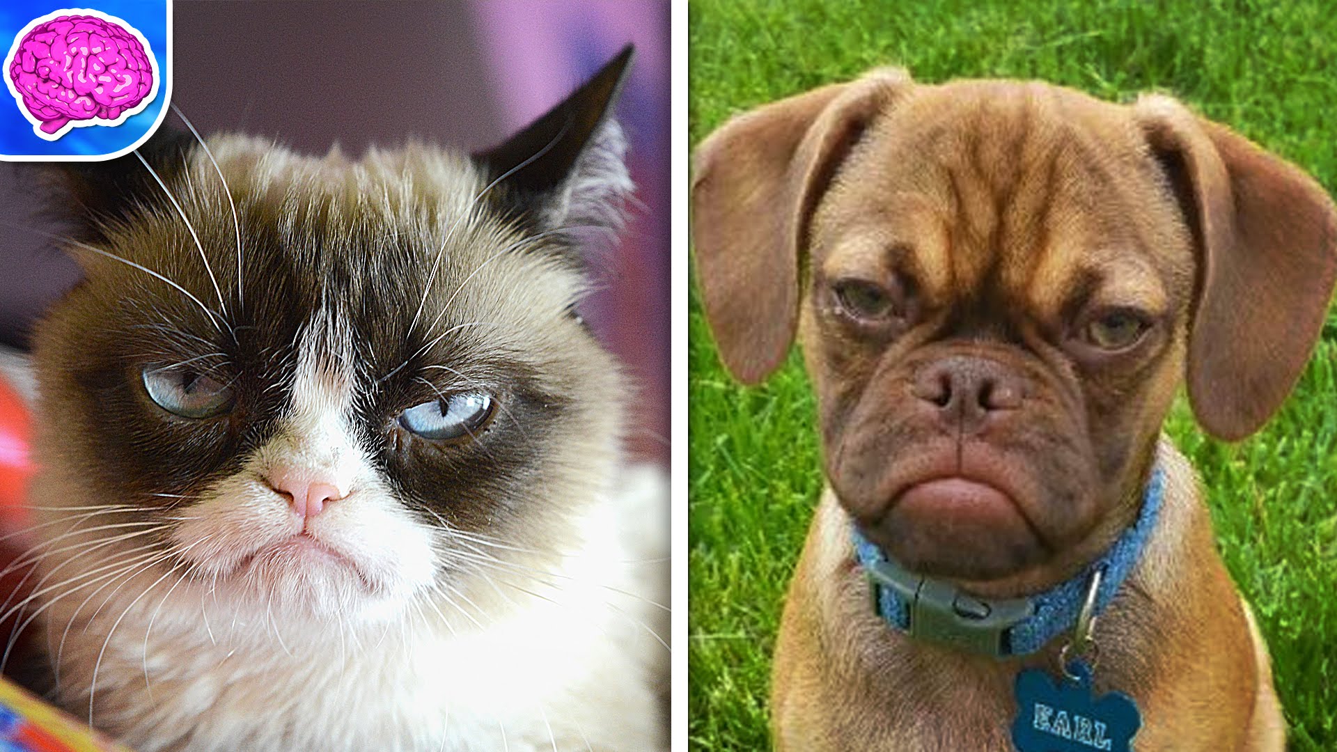 Grumpy cat may have met her canine counterpart in the form of Earl, Africars24