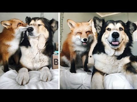 Happy fox becomes best friends with a dog, check this out!, Africars24