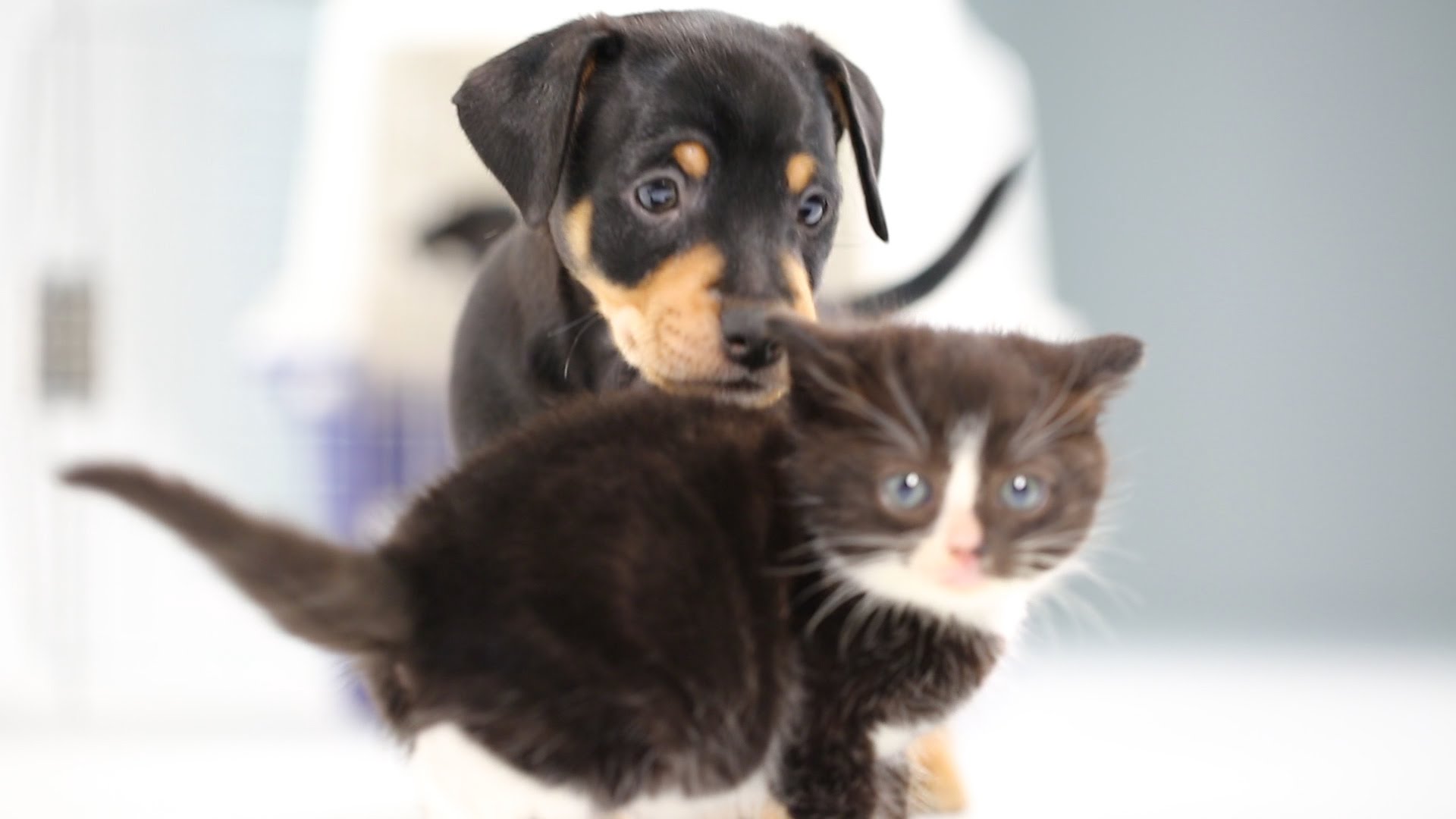 Kittens meet puppies for the first time, what could happen?, Africars24