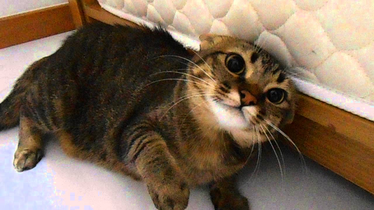 My jealous kitty, it seems my cat Chloe didn&rsquo;t like what she smelled in me, Africars24