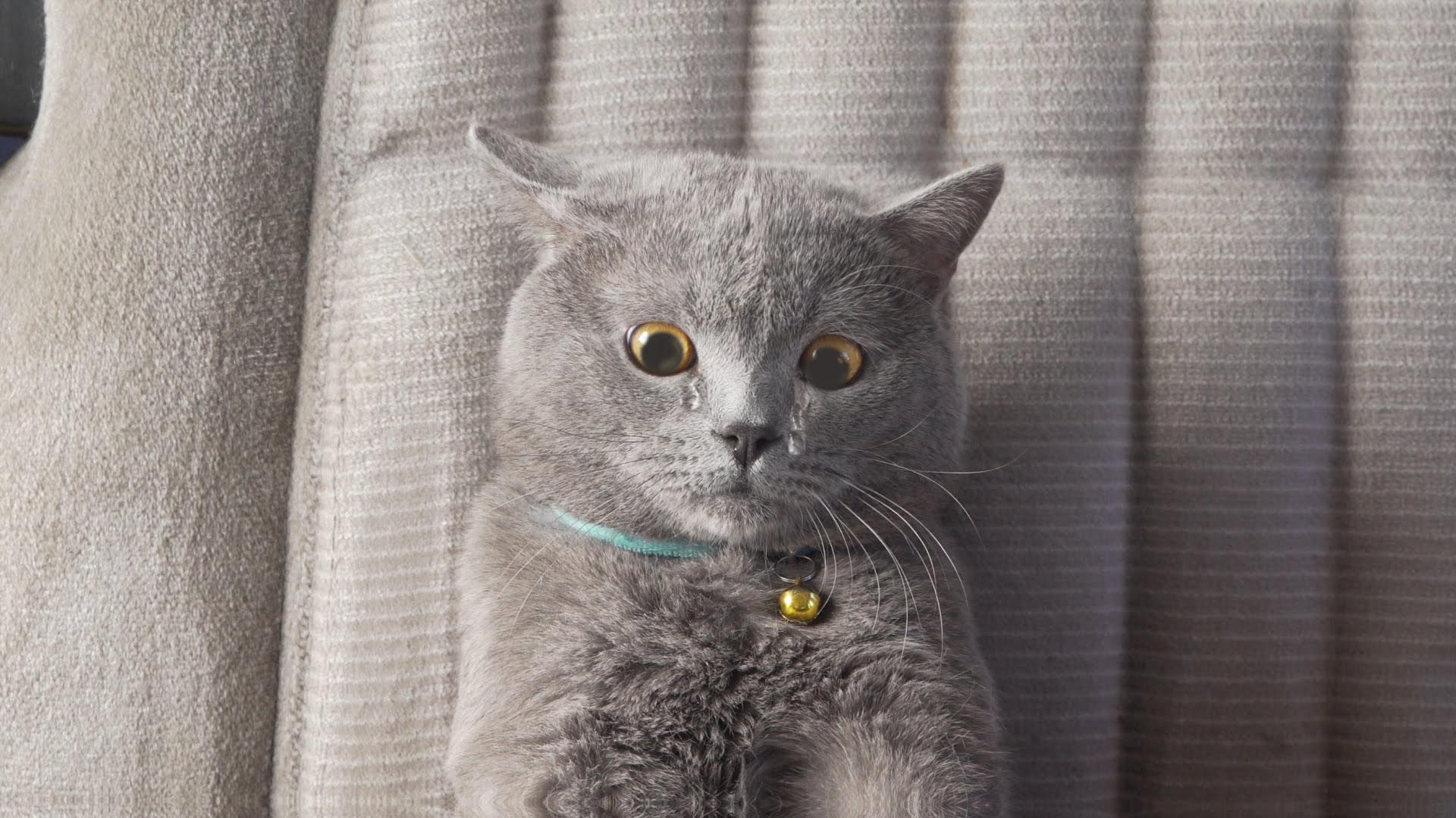Check out the ultimate viral cat video, Africars24