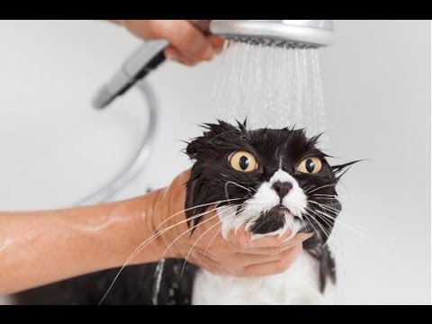 This is more try not to smile more than laugh﻿ viral video, Africars24