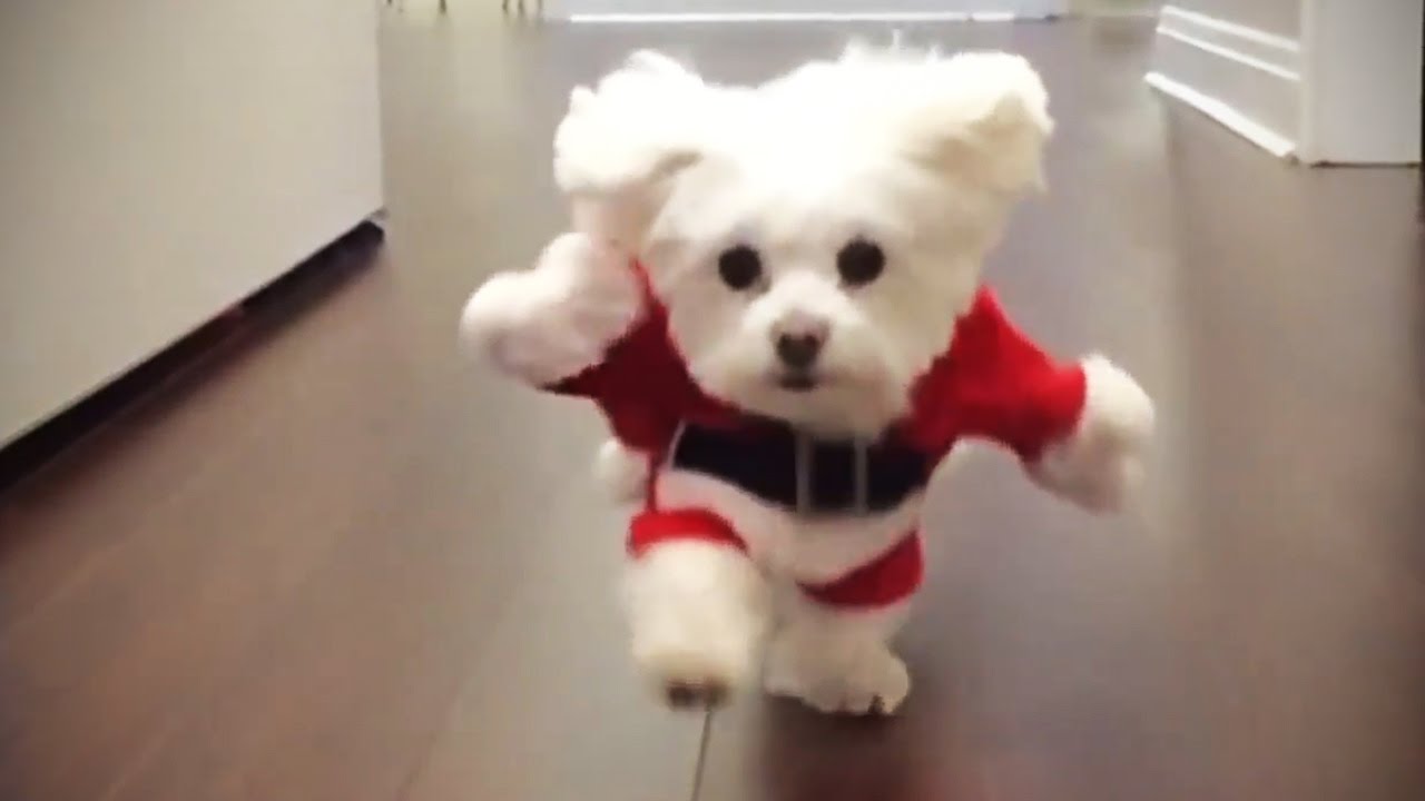 Watch out for the ambulance funniest dogs viral video, Africars24