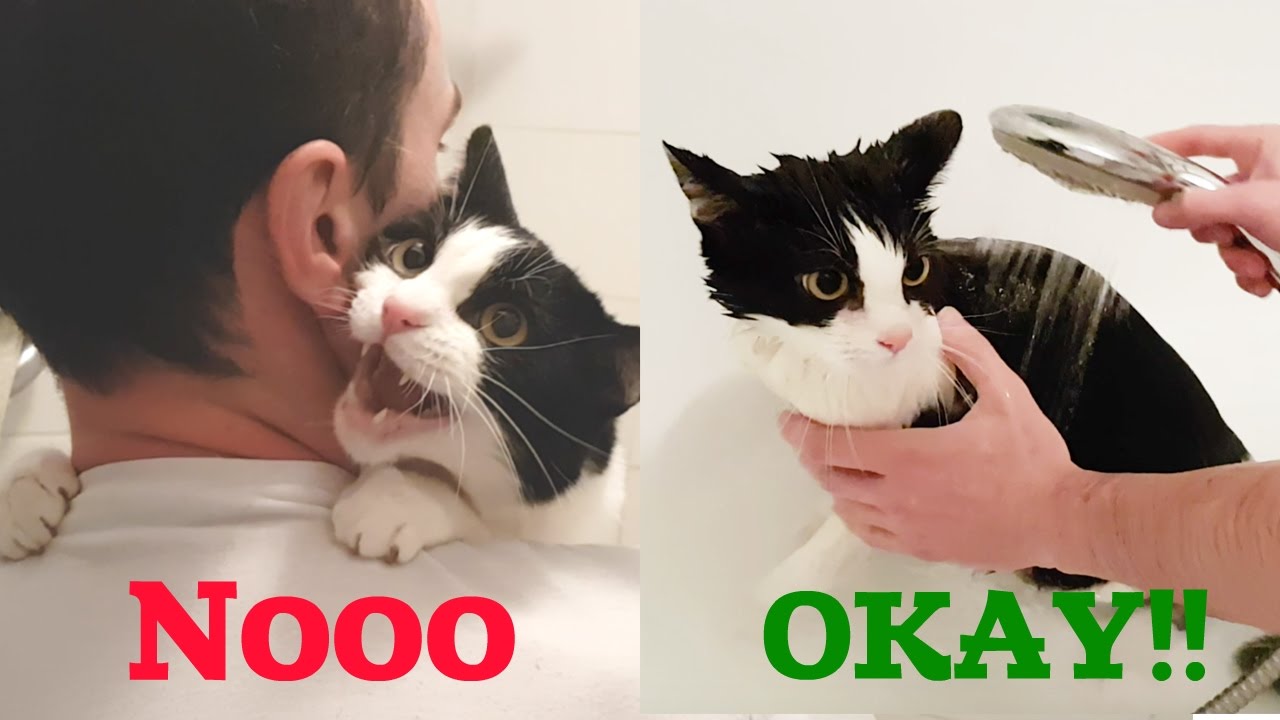 MEOW ! As I mewed before and during the bathing, check it out!, Africars24