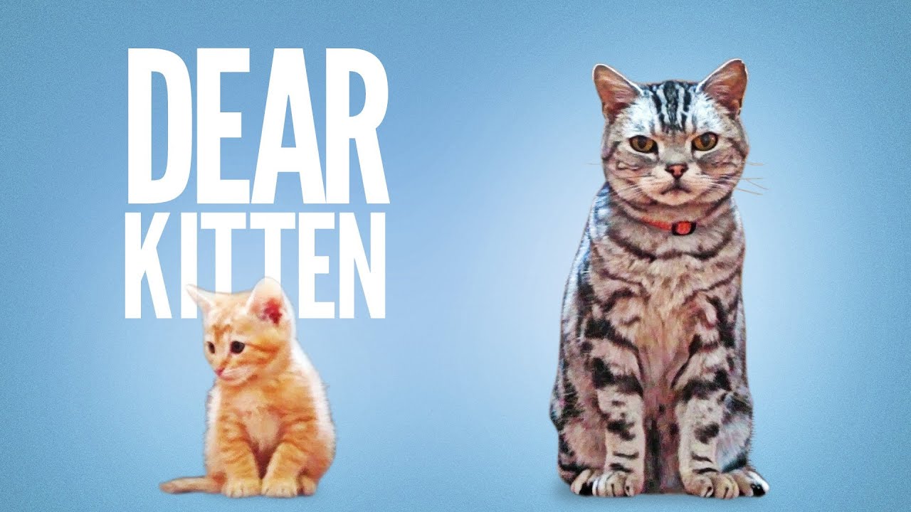 Cats everywhere are promising big changes for a taste of wet cat food, Africars24