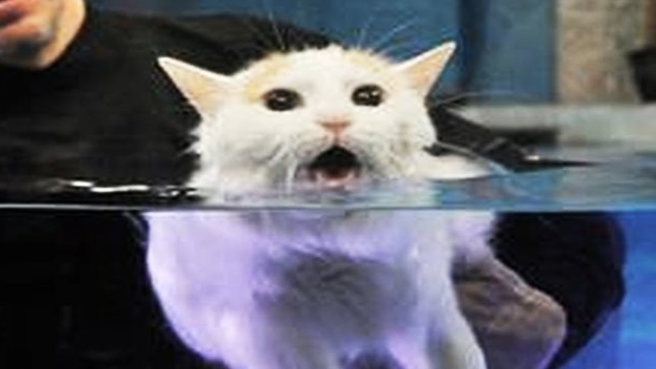 Cats Hate Water! Funny Cats in Water Compilation 2017, Africars24
